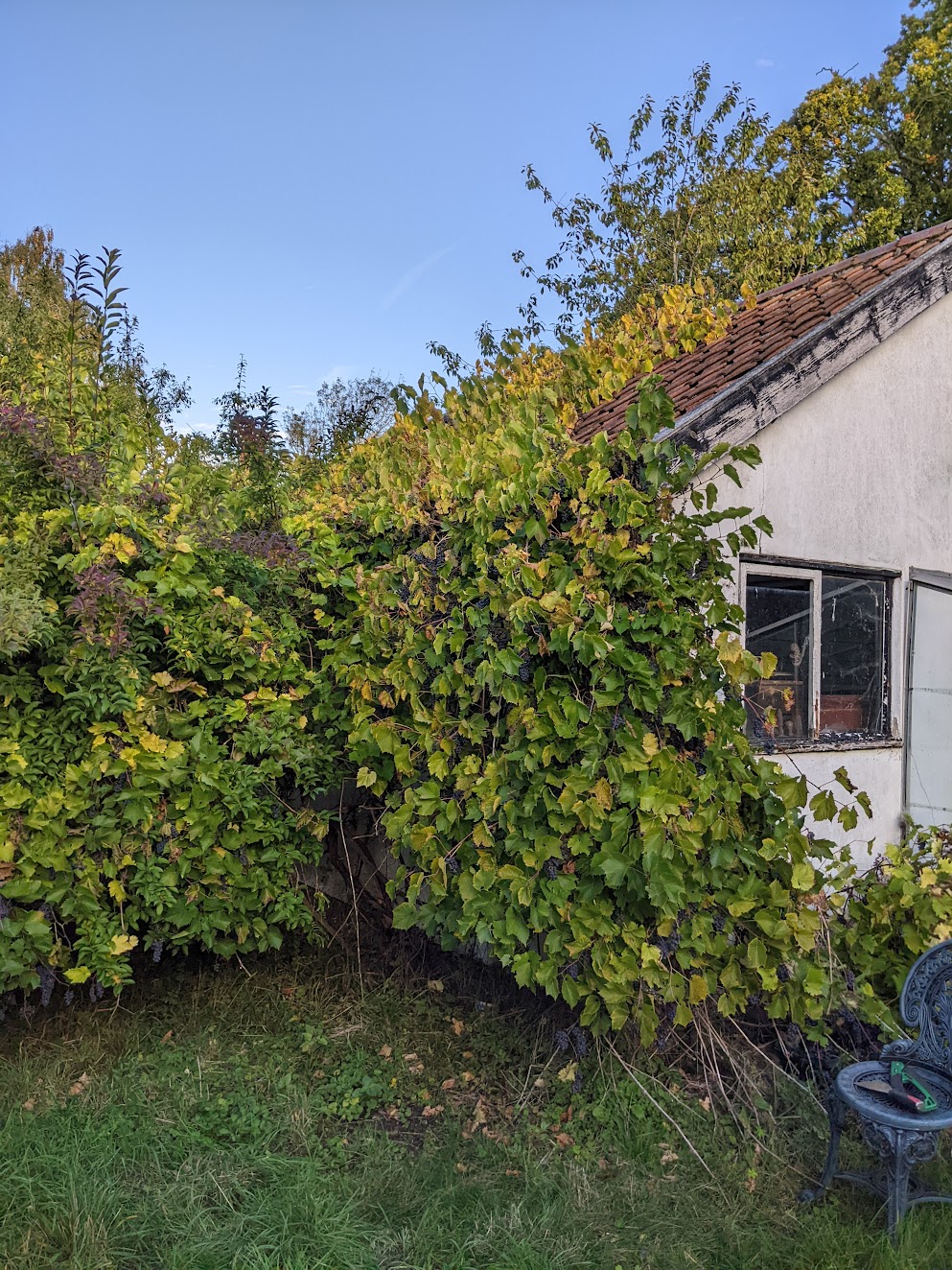 Garden Transformation - before